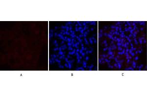 Immunofluorescence analysis of rat lung tissue. (MEK1/2 抗体)