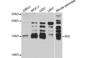 Western blot analysis of extracts of various cell lines, using IFI6 antibody (ABIN5973630) at 1/1000 dilution. (IFI6 抗体)