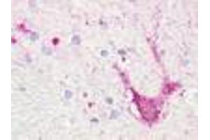 Anti-TAAR5 antibody IHC of human brain, thalamus, neurons and glia. (TAAR5 抗体  (Extracellular Domain))