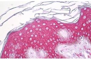Anti-SERINC2 antibody IHC staining of human skin, epidermis. (SERINC2 抗体  (AA 341-390))