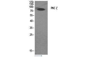Western Blot analysis of COS7 cells treated with PMA (125 ng/mL, 30 mins) minus immunising peptide using PKC zeta Polyclonal Antibody at dilution of 1:2000. (PKC zeta 抗体)