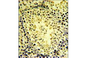 DGKK Antibody IHC analysis in formalin fixed and paraffin embedded mouse testis tissue followed by peroxidase conjugation of the secondary antibody and DAB staining. (DGKK 抗体  (C-Term))