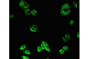 Immunofluorescent analysis of HepG2 cells using ABIN7162949 at dilution of 1:100 and Alexa Fluor 488-congugated AffiniPure Goat Anti-Rabbit IgG(H+L) (ACOX1 抗体  (AA 113-273))