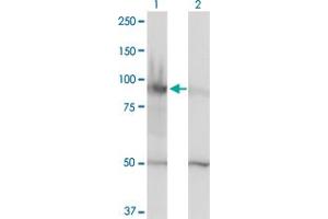 Western Blot analysis of HELLS expression in transfected 293T cell line by HELLS monoclonal antibody (M01), clone 1D10. (HELLS 抗体  (AA 1-348))