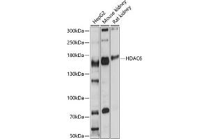 Western blot analysis of extracts of various cell lines, using HD antibody (ABIN6128055, ABIN6141682, ABIN6141685 and ABIN6215133) at 1:1000 dilution. (HDAC6 抗体  (AA 836-1104))