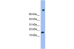 WB Suggested Anti-TMEM42 Antibody Titration: 0. (TMEM42 抗体  (N-Term))