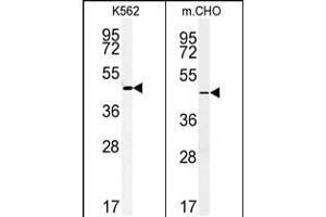 (LEFT)Western blot analysis of ENTPD8 Antibody (C-term) (ABIN651354 and ABIN2840197) in K562 cell line lysates (35 μg/lane). (ENTPD8 抗体  (C-Term))