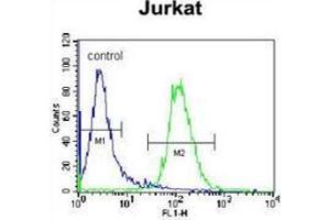 Flow cytometric analysis of Jurkat cells (right histogram) compared to a negative control cell (left histogram) using NKD2  Antibody (C-term), followed by FITC-conjugated donkey-anti-rabbit secondary antibodies. (NKD2 抗体  (C-Term))
