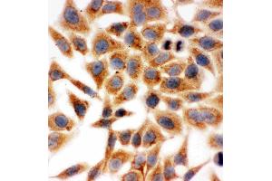 Anti-HSD17B1 antibody, ICC: HELA Cell (HSD17B1 抗体  (N-Term))