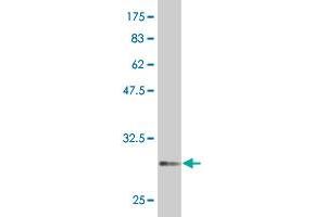 Western Blot detection against Immunogen (31. (ATOH7 抗体  (AA 53-99))