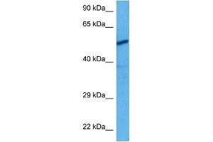 Host:  Rabbit  Target Name:  CHRNA3  Sample Tissue:  Rat Skeletal Muscle  Antibody Dilution:  1ug/ml (CHRNA3 抗体  (N-Term))