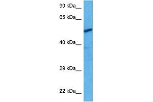 Host:  Rabbit  Target Name:  CHRNA3  Sample Tissue:  Rat Skeletal Muscle  Antibody Dilution:  1ug/ml