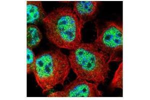 ICC/IF Image Confocal immunofluorescence analysis (Olympus FV10i) of paraformaldehyde-fixed A431, using RACGAP1, antibody (Green) at 1:500 dilution. (RACGAP1 抗体  (N-Term))