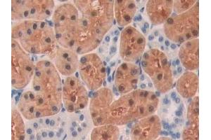 Immunohistochemistry (IHC) image for anti-Sorbitol Dehydrogenase (SORD) (AA 2-357) antibody (ABIN7433705)
