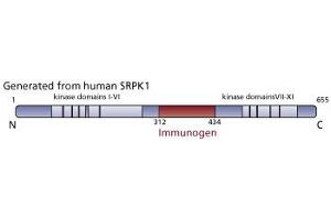 Image no. 3 for anti-SRSF Protein Kinase 1 (SRPK1) (AA 312-434) antibody (ABIN968353) (SRPK1 抗体  (AA 312-434))