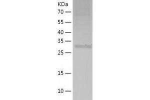 Western Blotting (WB) image for Mitochondrial Ribosomal Protein S2 (MRPS2) (AA 1-296) protein (His tag) (ABIN7123984) (MRPS2 Protein (AA 1-296) (His tag))