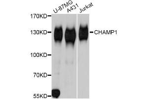 Western blot analysis of extracts of various cell lines, using CHAMP1 Antibody. (ZNF828 抗体)