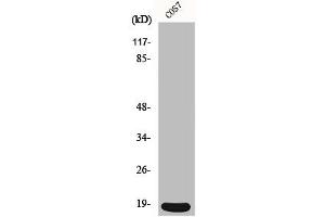 Western Blot analysis of COS7 cells using p18 Polyclonal Antibody (CDKN2C 抗体  (C-Term))
