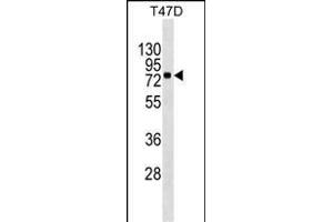 MX1 Antibody (ABIN1539914 and ABIN2843862) western blot analysis in T47D cell line lysates (35 μg/lane). (MX1 抗体  (AA 617-646))
