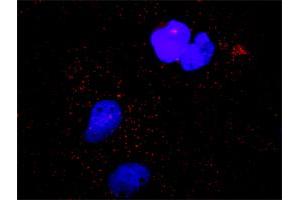 Proximity Ligation Analysis of protein-protein interactions between MAPK3 and CASP9. (Caspase 9 抗体  (AA 1-416))