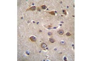 Formalin fixed, paraffin embedded human brain tissue stained with RAB40AL Antibdy (N-term) followed by peroxidase conjugation of the secondary antibody and DAB staining (RAB40AL 抗体  (N-Term))