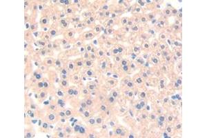 IHC-P analysis of Mouse Tissue, with DAB staining. (HRG 抗体  (AA 93-328))