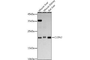 Western blot analysis of extracts of various cell lines, using CLDN2 antibody (ABIN6127702, ABIN6138683, ABIN6138686 and ABIN6218321) at 1:1000 dilution. (Claudin 2 抗体  (AA 30-230))