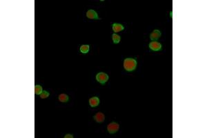 Immunofluorescence (IF) image for anti-Programmed Cell Death 1 Ligand 2 (PDCD1LG2) (AA 27-220) antibody (ABIN6940946)