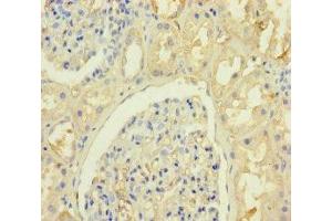 Immunohistochemistry of paraffin-embedded human kidney tissue using ABIN7157356 at dilution of 1:100 (KRTAP8-1 抗体  (AA 1-63))