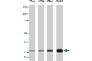 PRSS1 monoclonal antibody, clone A16-N  . (PRSS1 抗体  (N-Term))