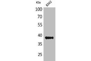 Western Blot analysis of K562 cells using CD1C Polyclonal Antibody (CD1c 抗体  (Internal Region))
