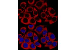 Confocal immunofluorescence analysis of HeLa cells using RPL27 Polyclonal Antibody (ABIN6133040, ABIN6147127, ABIN6147128 and ABIN6216885) at dilution of 1:200. (RPL27 抗体  (AA 1-136))