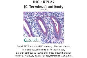 Image no. 4 for anti-Ribosomal Protein L22 (RPL22) (C-Term) antibody (ABIN1738940) (RPL22 抗体  (C-Term))