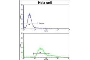 Flow cytometric analysis of hela cells using TOA Antibody (C-term)(bottom histogram) compared to a negative control cell (top histogram)FITC-conjugated goat-anti-rabbit secondary antibodies were used for the analysis. (TOM70 抗体  (C-Term))