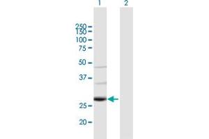 Western Blot analysis of TAF9B expression in transfected 293T cell line by TAF9B MaxPab polyclonal antibody. (TAF9B 抗体  (AA 1-251))
