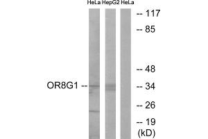 Western blot analysis of extracts from HeLa cells and HepG2 cells, using OR8G1 antibody. (OR8G1 抗体  (C-Term))