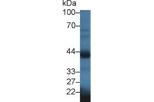 Detection of OXTR in Mouse Testis lysate using Polyclonal Antibody to Oxytocin Receptor (OXTR) (Oxytocin Receptor 抗体  (AA 6-75))