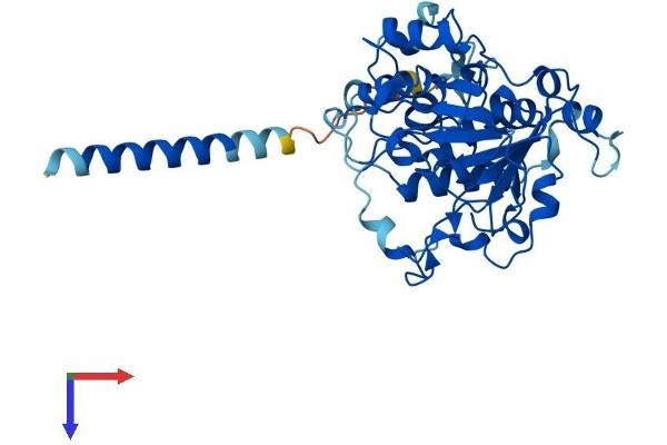 ST3GAL3 Protein (AA 1-374) (His tag)