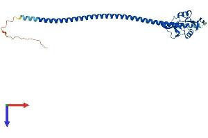 CLEC4G Protein (AA 1-293) (His tag)