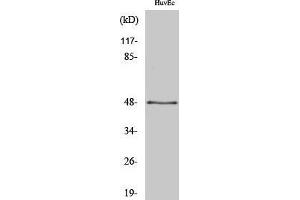 Western Blotting (WB) image for anti-Synaptotagmin XIII (SYT13) (Internal Region) antibody (ABIN3177565) (SYT13 抗体  (Internal Region))