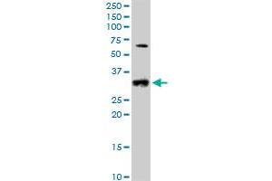 CCND2 MaxPab polyclonal antibody. (Cyclin D2 抗体  (AA 1-289))