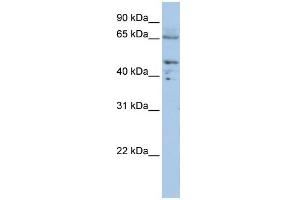 WB Suggested Anti-DLAT  Antibody Titration: 0. (DLAT 抗体  (C-Term))