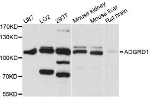 Western blot analysis of extracts of various cell lines, using ADGRD1 antibody (ABIN6290302) at 1:1000 dilution. (G Protein-Coupled Receptor 133 抗体)