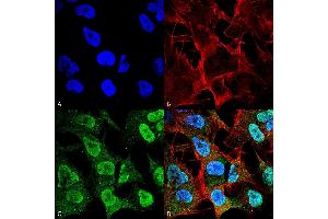 Immunocytochemistry/Immunofluorescence analysis using Mouse Anti-Alpha Synuclein Monoclonal Antibody, Clone 4F1 (ABIN5564118). (SNCA 抗体  (Biotin))