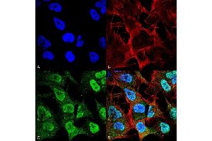 Immunocytochemistry/Immunofluorescence analysis using Mouse Anti-Alpha Synuclein Monoclonal Antibody, Clone 4F1 (ABIN5564118). (SNCA 抗体  (Biotin))