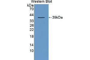 Western blot analysis of recombinant Human CRKL. (CrkL 抗体  (AA 1-303))