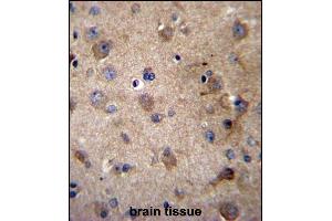 SERPINE2 Antibody (Center) (ABIN656538 and ABIN2845802) immunohistochemistry analysis in formalin fixed and paraffin embedded human brain tissue followed by peroxidase conjugation of the secondary antibody and DAB staining.