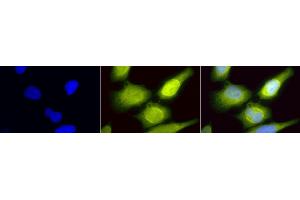 Immunocytochemistry/Immunofluorescence analysis using Rabbit Anti-AHA1 Polyclonal Antibody (ABIN361853 and ABIN361854). (AHSA1 抗体)