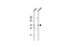 Western Blot at 1:1000 dilution Lane 1: A431 whole cell lysate Lane 2: Jurkat whole cell lysate Lysates/proteins at 20 ug per lane. (Cyclin H 抗体  (C-Term))