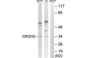 Western Blotting (WB) image for anti-Olfactory Receptor, Family 2, Subfamily H, Member 2 (OR2H2) (AA 241-290) antibody (ABIN1535881)
